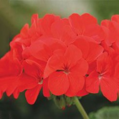 Салют Deep Red семена пеларгонии зональной (Kitano Seeds)