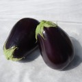 Сара F1 (Sara F1) насіння баклажана раннього (Cora Seeds)