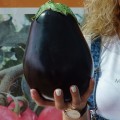 Сара F1 (Sara F1) семян баклажана раннего (Cora Seeds)