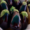Сара F1 (Sara F1) семян баклажана раннего (Cora Seeds)
