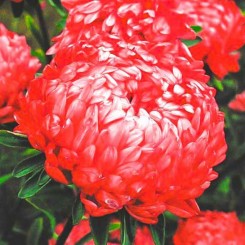 Сердце Франции семена астры пионообразные (GL Seeds)