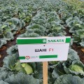 Шані F1 насіння капусти білокачанної (Sakata)