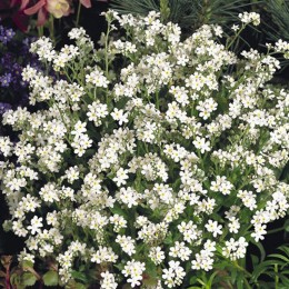 Сельва белая (white) семена незабудки (Benary)