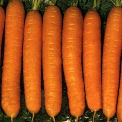 Сієста F1 насіння моркви Нантес ранньої 105-110 дн. (Soto Seeds)