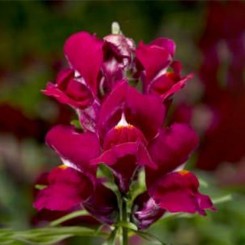 Снептини F1 фиолетовый (Purple) семена антирринума (Syngenta)