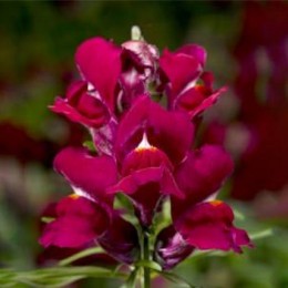 Снептини F1 фиолетовый (Purple) семена антирринума (Syngenta)