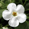 Сноутопия F1 белая (White) семена бакопы (Pan American)