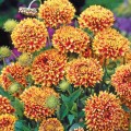 Солнечный танец семян гайлардии (Hem Zaden СДБ)