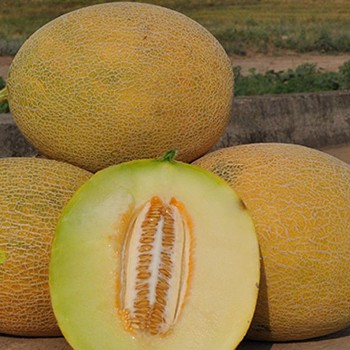 Мир Ананас (Sweet Pineapple) семена дыни (Satimex)