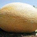 Мир Ананас (Sweet Pineapple) семена дыни (Satimex)
