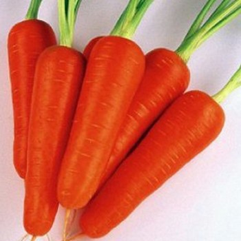 Коралина F1 (Ти-134 F1) (калибр. 2,0-2,2 мм) семена моркови (Takii Seeds)