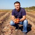 Титан F1 семян лука репчатого желтого (LibraSeeds)