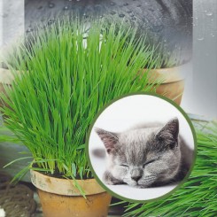 Трава для кошек (Seedera)