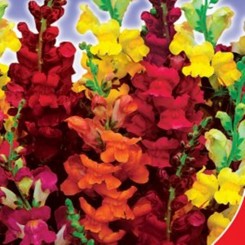 Цветочный дождь семян антиринума (GL Seeds)