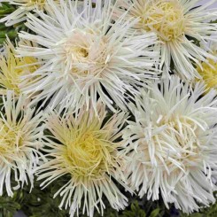 Валкирия белая (White) семена астры (Satimex)