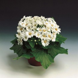 Венеция F1 белый (white) семена перикаллиса (Syngenta)