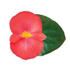 Викинг F1 (Viking F1) Coral Flame on Green семена бегонии (Sakata)