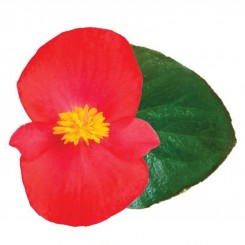 Викинг F1 (Viking F1) Scarlet on Green семена бегонии (Sakata)