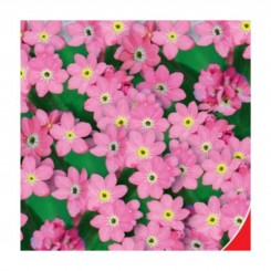 Виктория Роуз семена незабудки (GL Seeds)