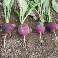 Виола семян редиса фиолетовой 35-38 дн (Moravoseed)