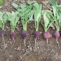 Виола семян редиса фиолетовой 35-38 дн (Moravoseed)