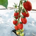 Визард F1 (6708 F1) семена помидора индетерминантного коктельного (Lark Seeds)