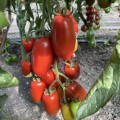 Визард F1 (6708 F1) семена помидора индетерминантного коктельного (Lark Seeds)