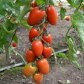 Визард F1 (6708 F1) семена помидора индетерминантного коктельного (Lark Seeds)