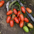 Визард F1 (6708 F1) семена помидора индетерминантного коктельного (Lark Seeds)