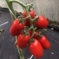 Визард F1 (6708 F1) семена помидора индетерминантного коктельного (Lark Seeds)