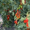 Визард F1 (6708 F1) семена помидора индетерминантного коктельного (Lark Seeds)
