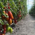 Визард F1 (6708 F1) семена помидора индетерминантного коктельного (Lark Seeds)