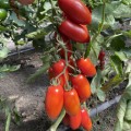 Визард F1 (6708 F1) семена помидора индетерминантного коктельного (Lark Seeds)