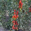 Визард F1 (6708 F1) семена помидора индетерминантного коктельного (Lark Seeds)