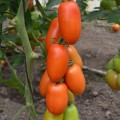 Визард F1 (6708 F1) семена помидора индетерминантного коктельного (Lark Seeds)