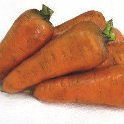 Шантанные семена моркови (Свитязь)