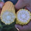 Форвард F1 (1709 F1) насіння кукурудзи суперсолодкої Sh2 (Spark Seeds)