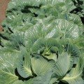 СВ 3389 ЖЛ F1 насіння капусти білокачанної (Seminis)