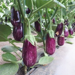 ЦРХ 50141 F1 (CRX 50141 F1) семян баклажана раннего (Cora Seeds)