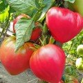 Абаканський рожевий насіння помідора індетермінантного (елітний ряд)