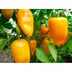 Абрикосовая Фаворитка семян перца сладкого (GL Seeds)