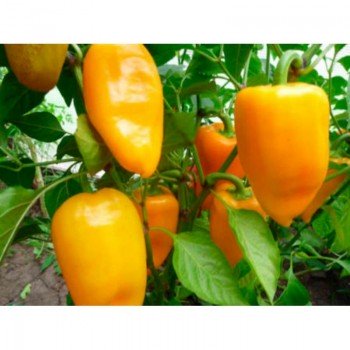 Абрикосовая Фаворитка семян перца сладкого (GL Seeds)