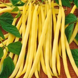 Аїдаголд насіння квасолі спаржевої (Semo)