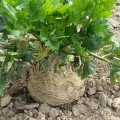 Албін насіння селери кореневої (Moravoseed)