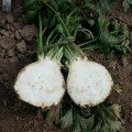 Албін насіння селери кореневої (Moravoseed)