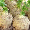 Албін насіння селери кореневої (Moravoseed)
