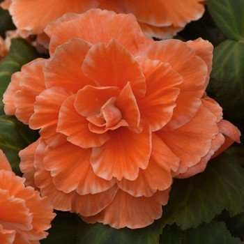 Амері Гібрид Пікоте F1 абрикосове мереживо (Picotee Lace Apricot) насіння бегонії бульбової (туберози) (Pan American)