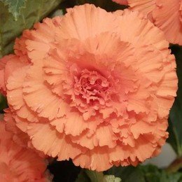 Амері Гібрид Рафлд F1 абрикосовий (Rufled Apricot) насіння бегонії бульбової (туберози) (Pan American)