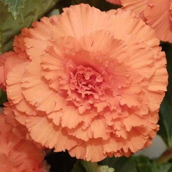 Амери Гибрид Рафлд F1 абрикосовый (Rufled Apricot) семена бегонии клубневой (туберозы) (Pan American)