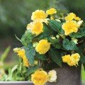 Амері Гібрид Рафлд F1 жовтий (Ruffled Yellow) насіння бегонії бульбової (туберози) (Pan American)